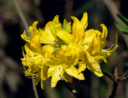Rhododendron Flower seeds for Planting Fragrant Blossoms Heirloom & GMO Free Seeds for Home Garden