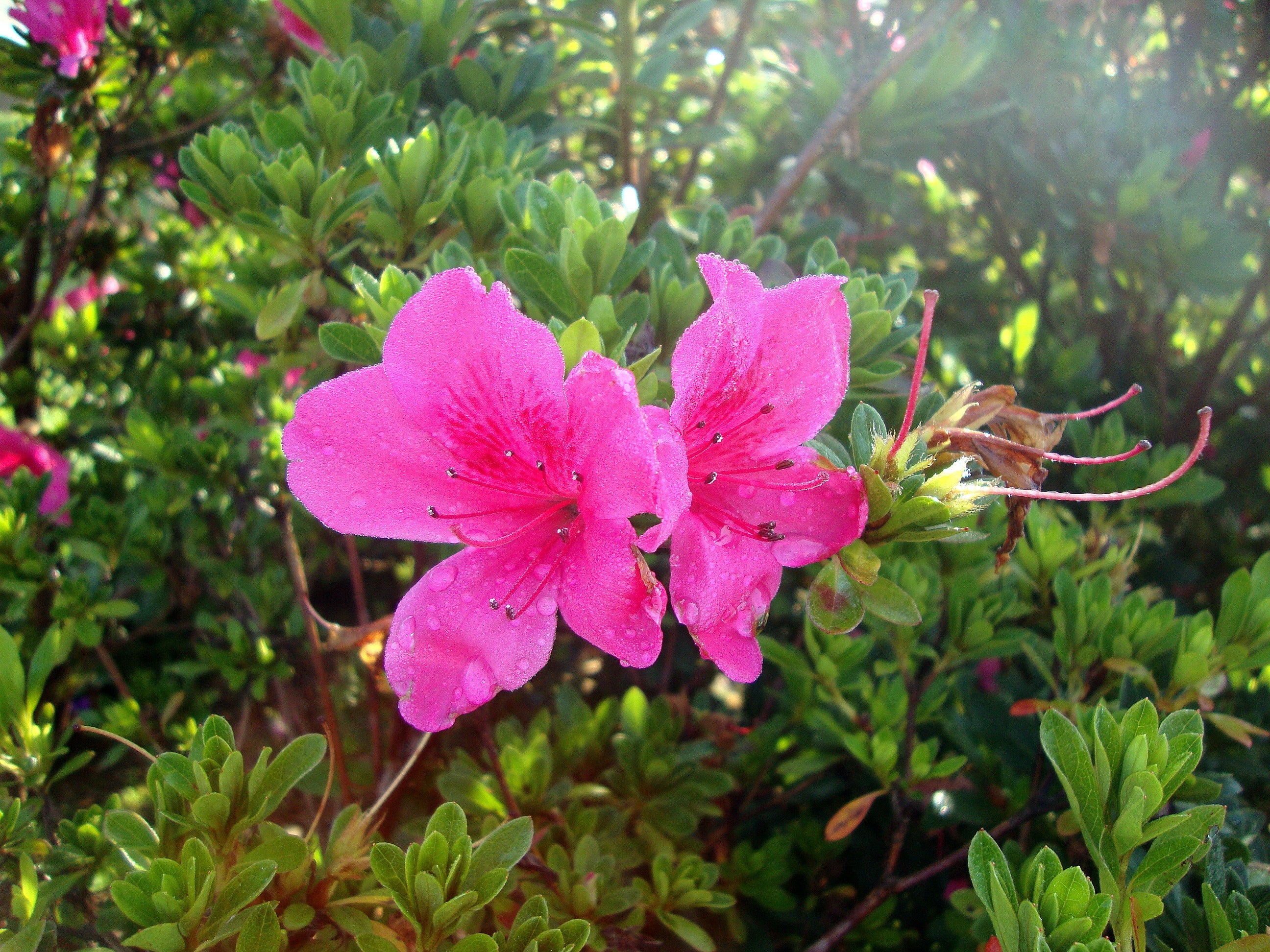 Premium Multi Colored Azalea Flower seeds for Planting Vibrant Colors, Heirloom & GMO Free Seeds for Home Garden seeds