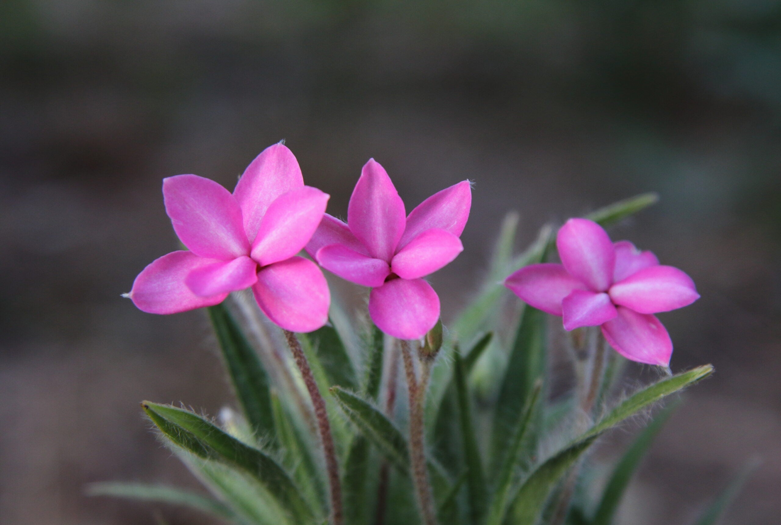 Premium Rhodohypoxis Flower seeds for Planting Hardy Variety, Heirloom & GMO Free Seeds for Home Garden seeds