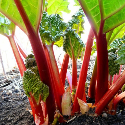Glaskins Perpetual Rhubarb (Pieplant) Rheum rhabarbarum Vegetable Seeds