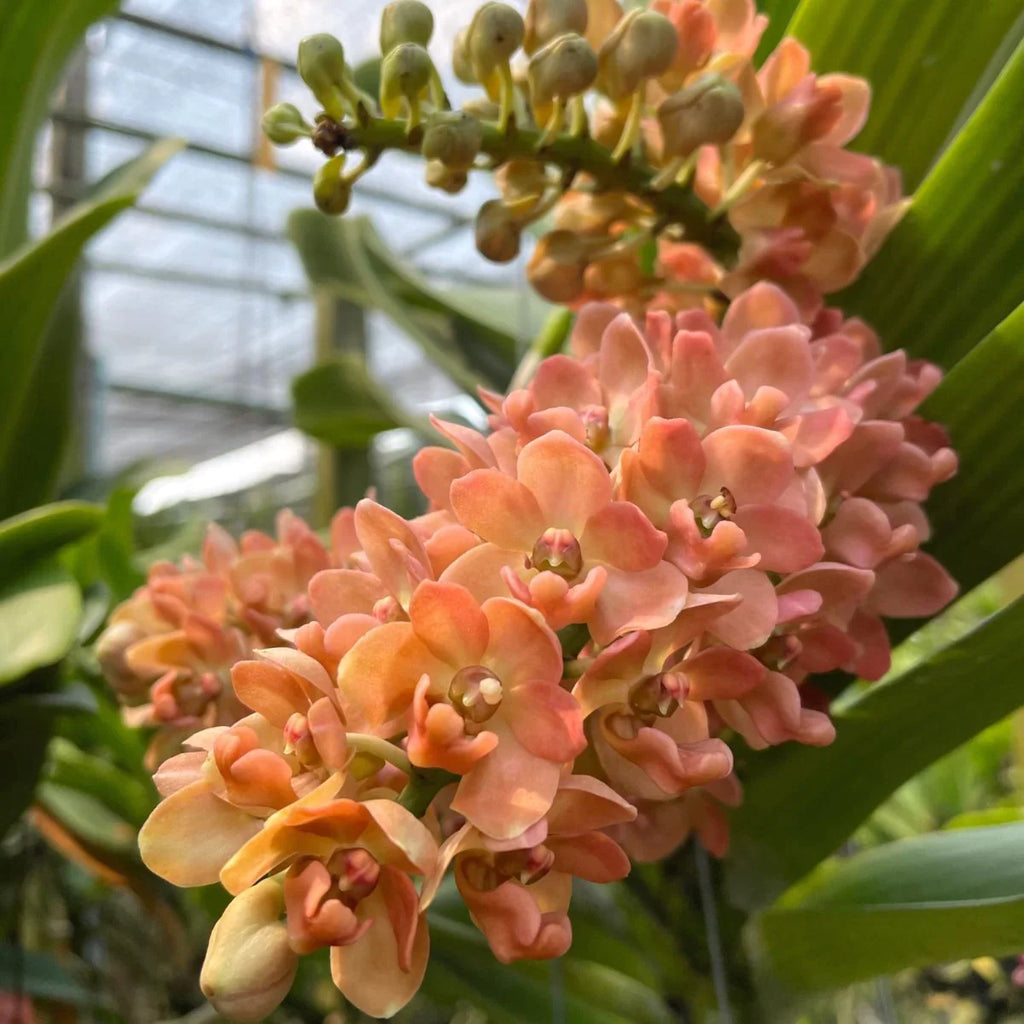 Premium Peach Phalaenopsis Orchid Flower seeds for Planting Seasonal Bloomer, Heirloom & GMO Free Seeds for Home Garden seeds