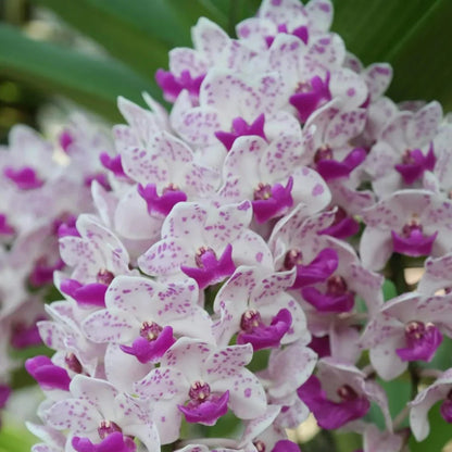 White Violet Orchid Flower seeds for Planting Sun Loving Heirloom & GMO Free Seeds for Home Garden