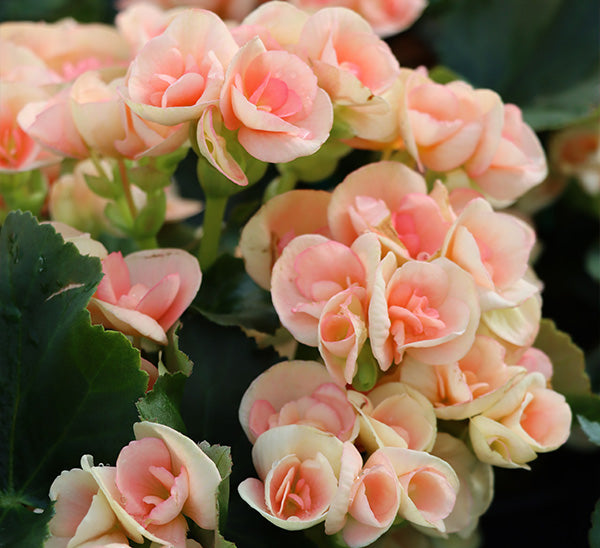 Rose Rieger Begonia Flower seeds for Planting Pollinator Friendly Heirloom & GMO Free Seeds for Home Garden