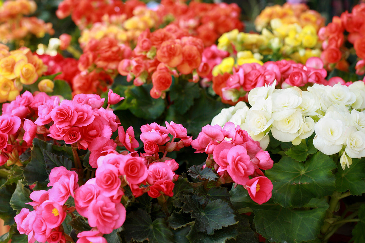 Rieger (Rieger Begonia) seeds for planting in home garden