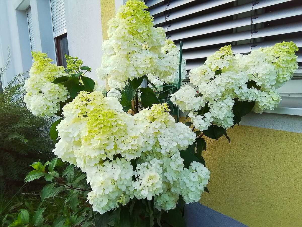 Premium White Vanilla Fraise Flower seeds for Planting Cottage Garden Essential, Heirloom & GMO Free Seeds for Home Garden seeds