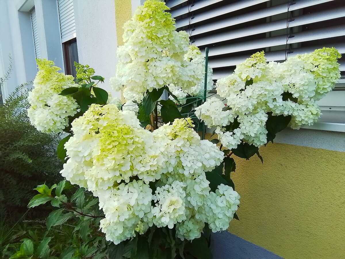 Premium White Vanilla Fraise Flower seeds for Planting Cottage Garden Essential, Heirloom & GMO Free Seeds for Home Garden seeds