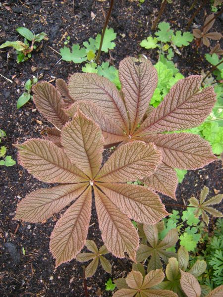 Premium Brown Rodgersia Henrici Flower seeds for Planting Premium Quality, Heirloom & GMO Free Seeds for Home Garden seeds
