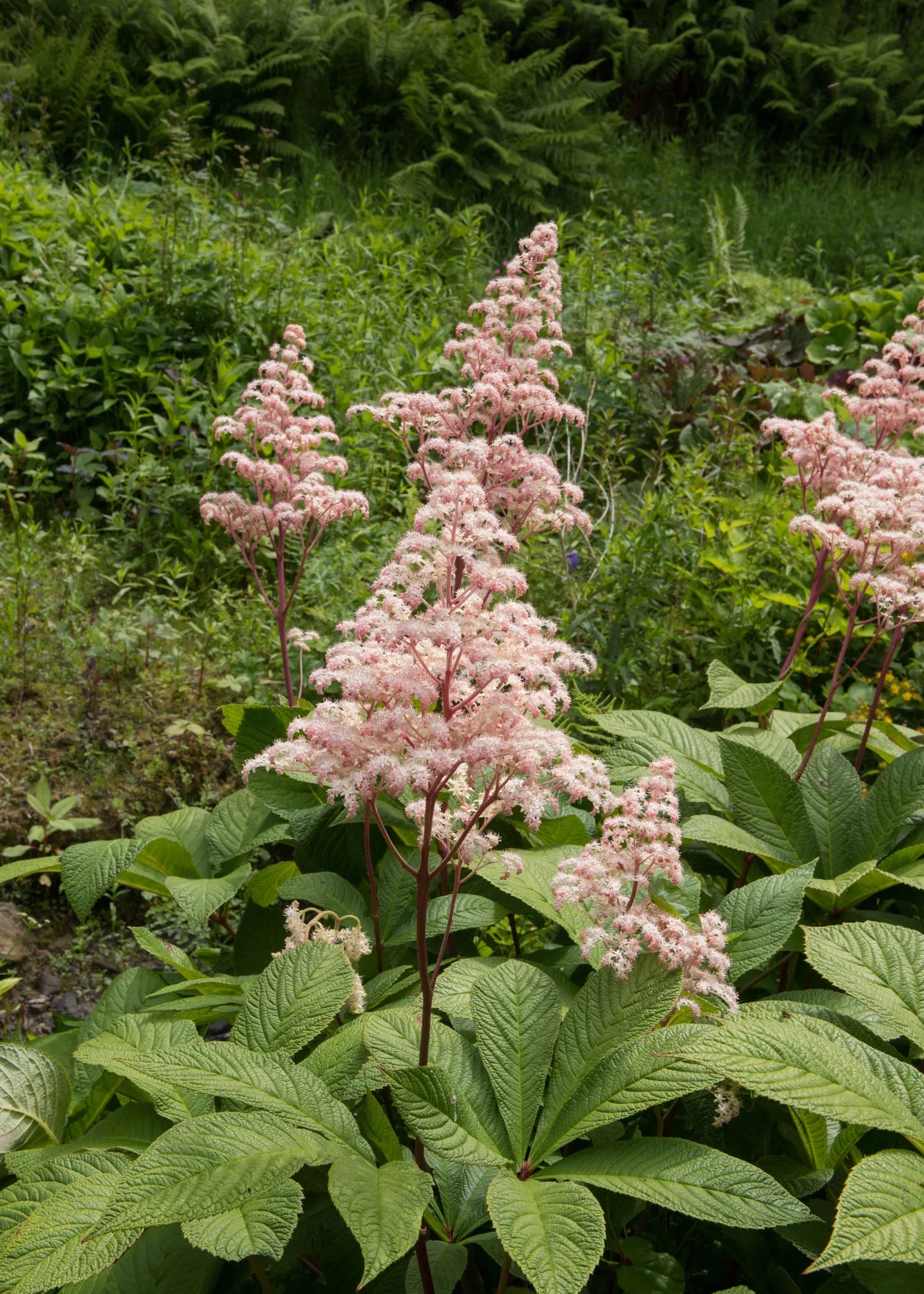 Rodgersia Flower seeds for Planting Wildflower Mix Heirloom & GMO Free Seeds for Home Garden
