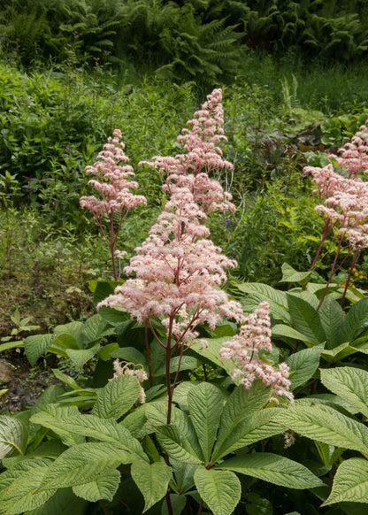 Rodgersia Flower seeds for Planting Wildflower Mix Heirloom & GMO Free Seeds for Home Garden