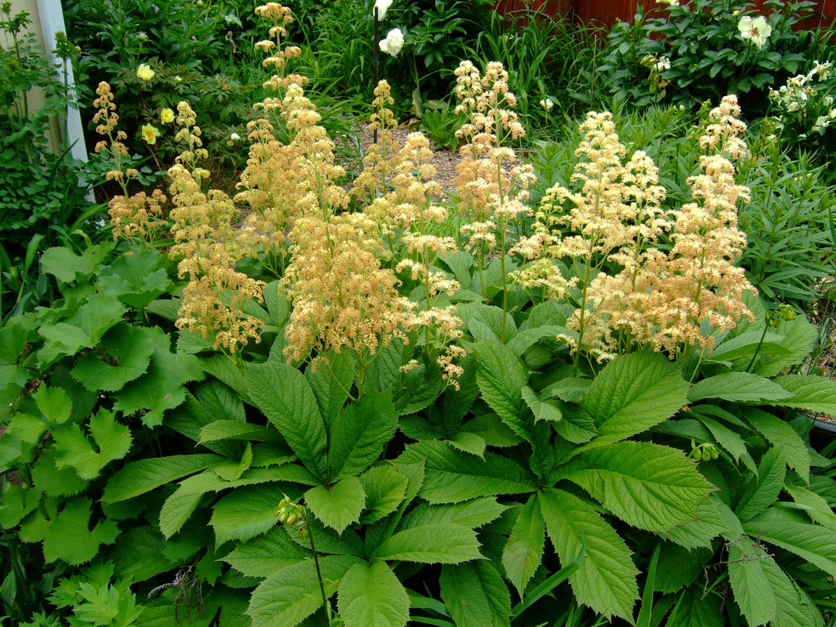 Rodgersia Flower seeds for Planting Wildflower Mix Heirloom & GMO Free Seeds for Home Garden
