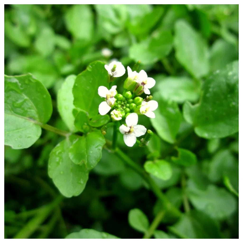 Green Nasturtium Flower seeds for Planting Shade Tolerant, Heirloom & GMO Free Seeds for Home Garden vegetable and garden seeds
