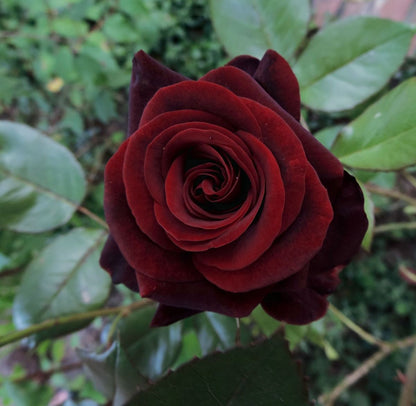 Hybrid Tea Rose Flower seeds for Planting Low Maintenance Heirloom & GMO Free Seeds for Home Garden