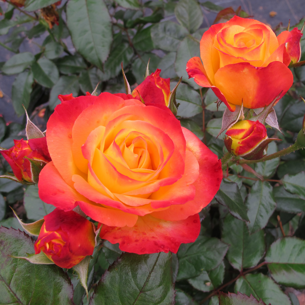 Premium Yellow Orange Rose Flower seeds for Planting Perfect for Borders, Heirloom & GMO Free Seeds for Home Garden seeds