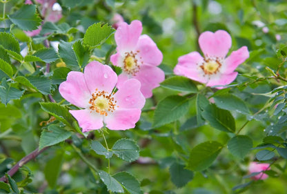 Rosa Laxa Flower seeds for Planting Shade Tolerant Heirloom & GMO Free Seeds for Home Garden