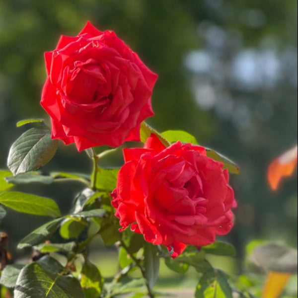 Dark Pink Rose Planting Seeds For Lush And Vibrant Gardens Flower