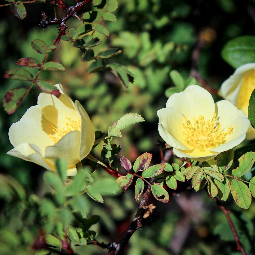 Rosa Xanthina Flower seeds for Planting Garden Favorite Heirloom & GMO Free Seeds for Home Garden