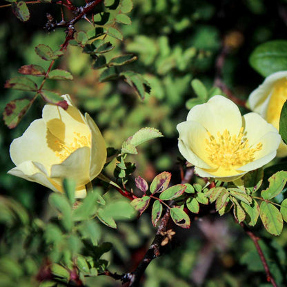Rosa Xanthina Flower seeds for Planting Garden Favorite Heirloom & GMO Free Seeds for Home Garden