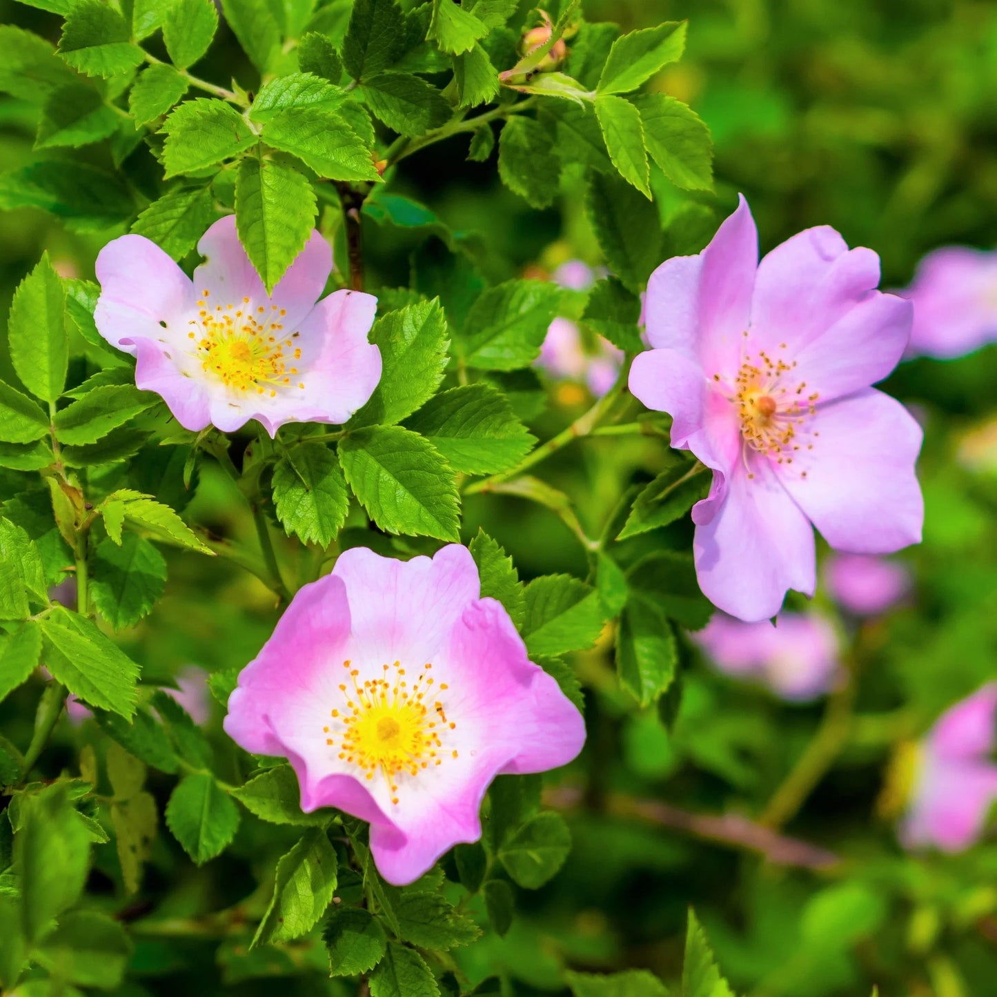 Canine Rose Flower seeds for Planting, Low Maintenance Heirloom & GMO Free Seeds for Home Garden