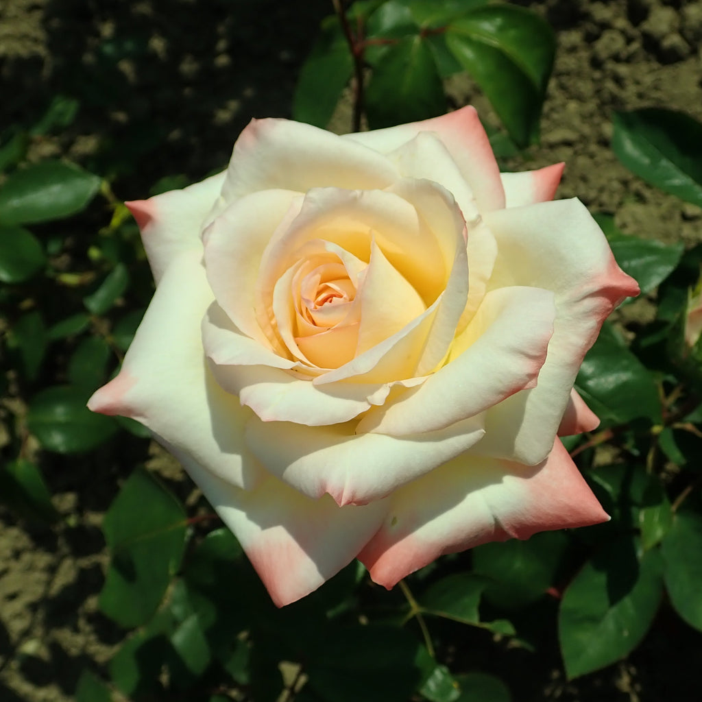 Premium Pink Wales Rose Flower seeds for Planting Premium Quality, Heirloom & GMO Free Seeds for Home Garden seeds