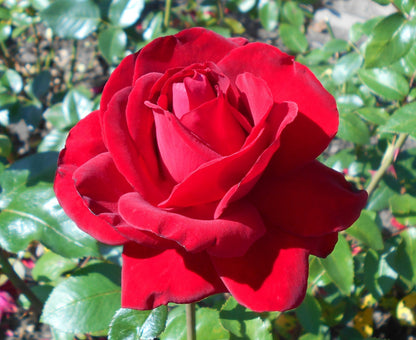 Hybrid Rose Flower seeds for Planting, Sun Loving Heirloom & GMO Free Seeds for Home Garden