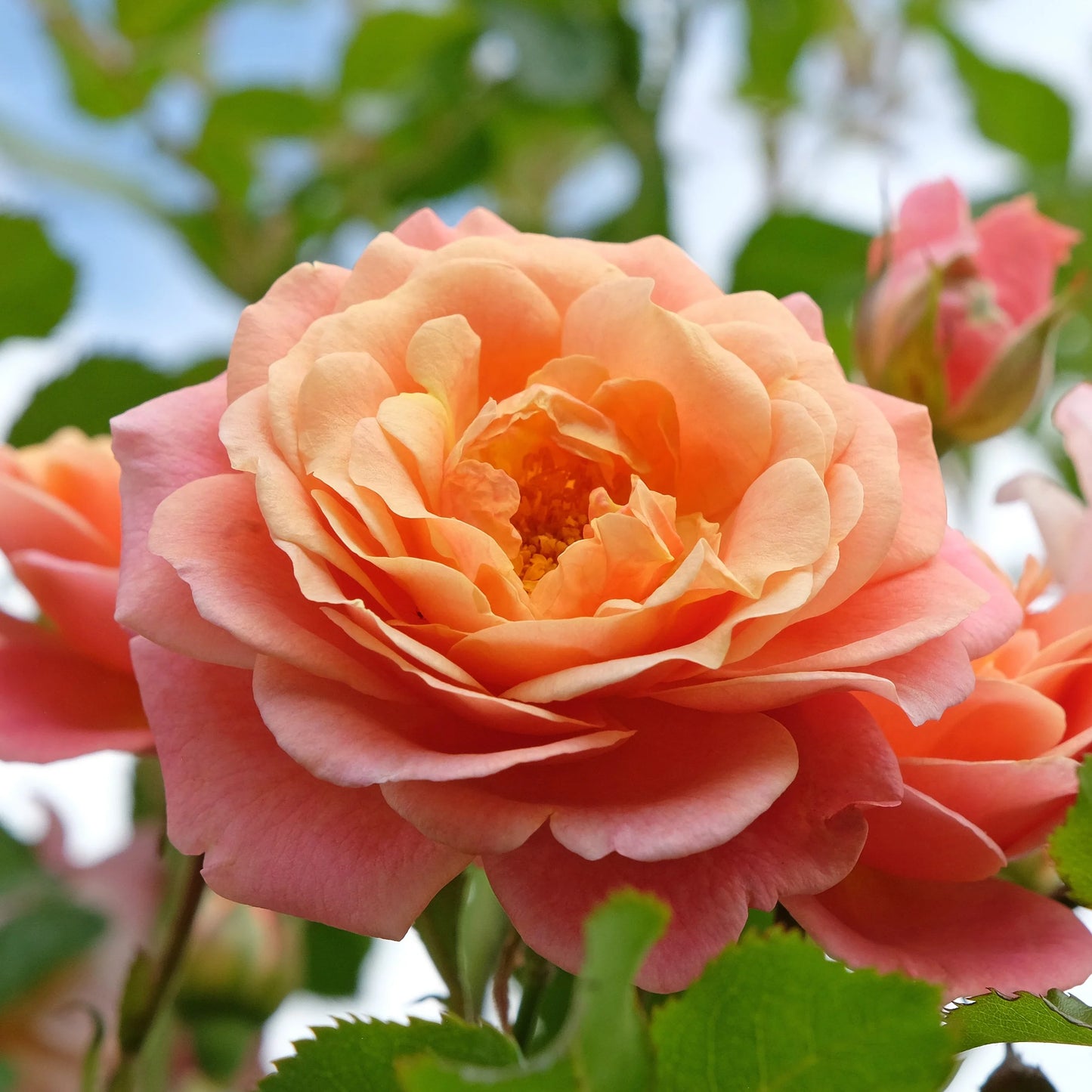 Peach Climbing Rose Flower seeds for Planting - Seasonal Bloomer, Heirloom & GMO Free Seeds for Home Garden