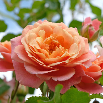 Peach Climbing Rose Flower seeds for Planting - Seasonal Bloomer, Heirloom & GMO Free Seeds for Home Garden