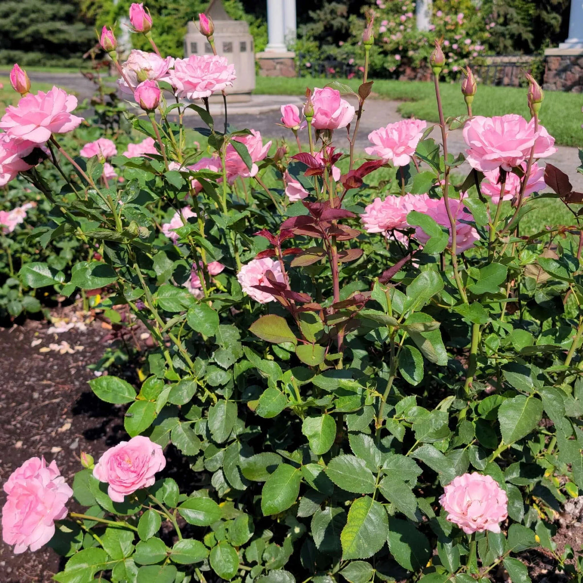 Rose Queen Elizabeth Flower seeds for Planting - Vibrant Colors, Heirloom & GMO Free Seeds for Home Garden