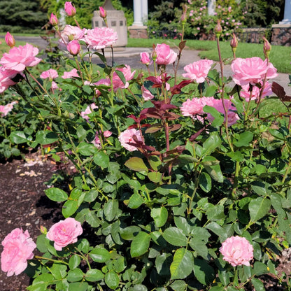 Rose Queen Elizabeth Flower seeds for Planting - Vibrant Colors, Heirloom & GMO Free Seeds for Home Garden