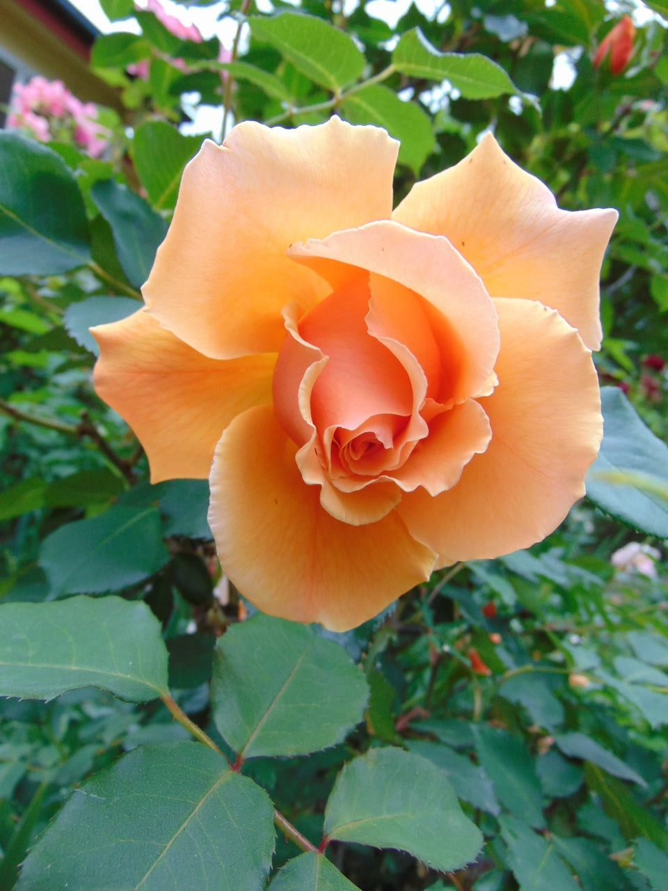 Premium Orange Joey Hybrid Tea Rose Flower seeds for Planting Cut Flower Favorite, Heirloom & GMO Free Seeds for Home Garden seeds