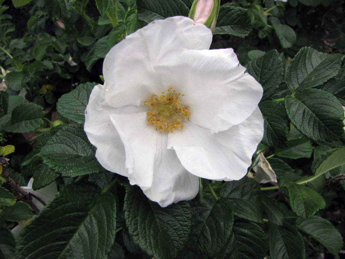 Brunonii Flower seeds for Planting Shade Tolerant Heirloom & GMO Free Seeds for Home Garden