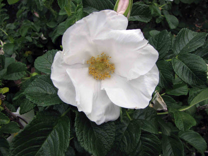 Brunonii Flower seeds for Planting Shade Tolerant Heirloom & GMO Free Seeds for Home Garden