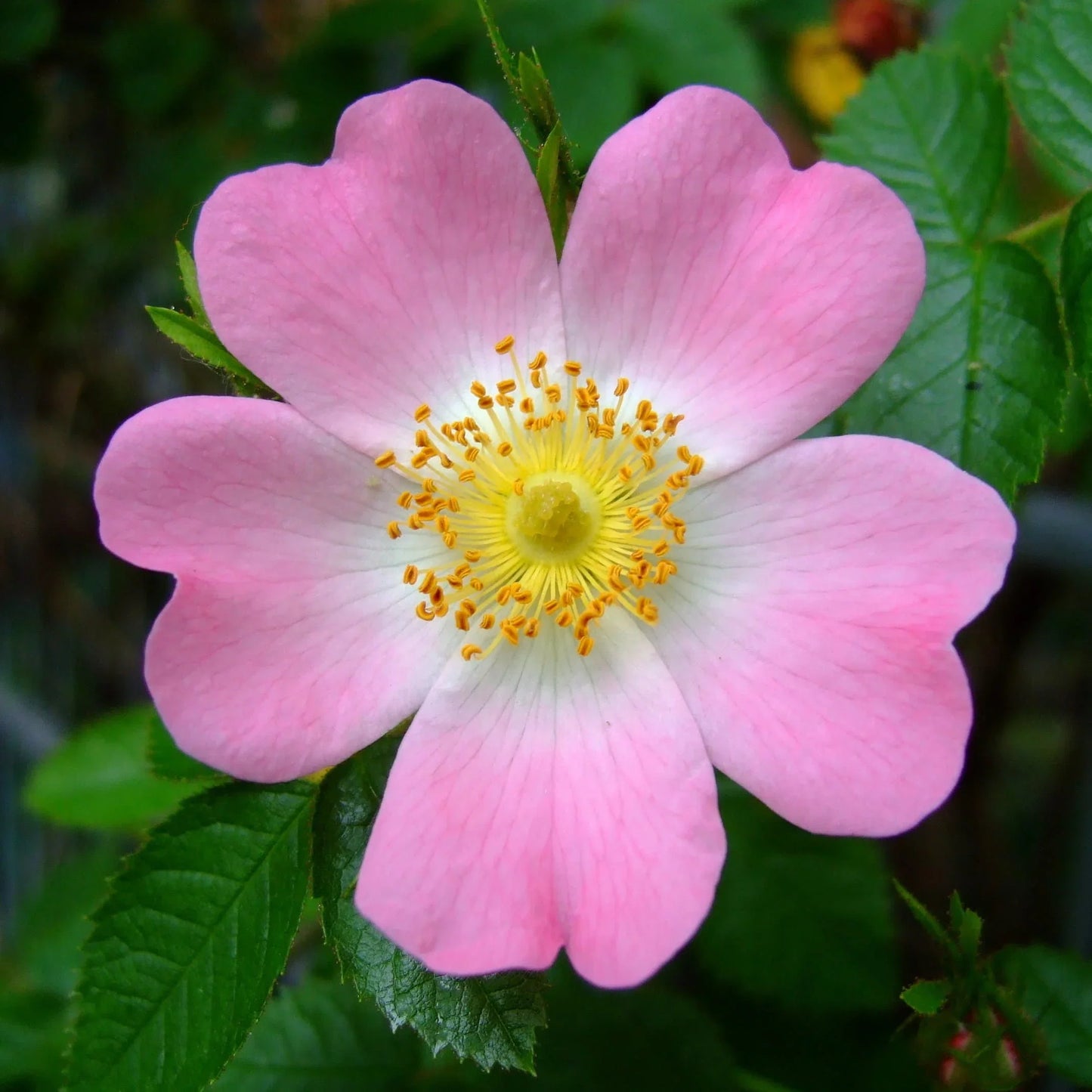 Canine Rose Flower seeds for Planting, Low Maintenance Heirloom & GMO Free Seeds for Home Garden