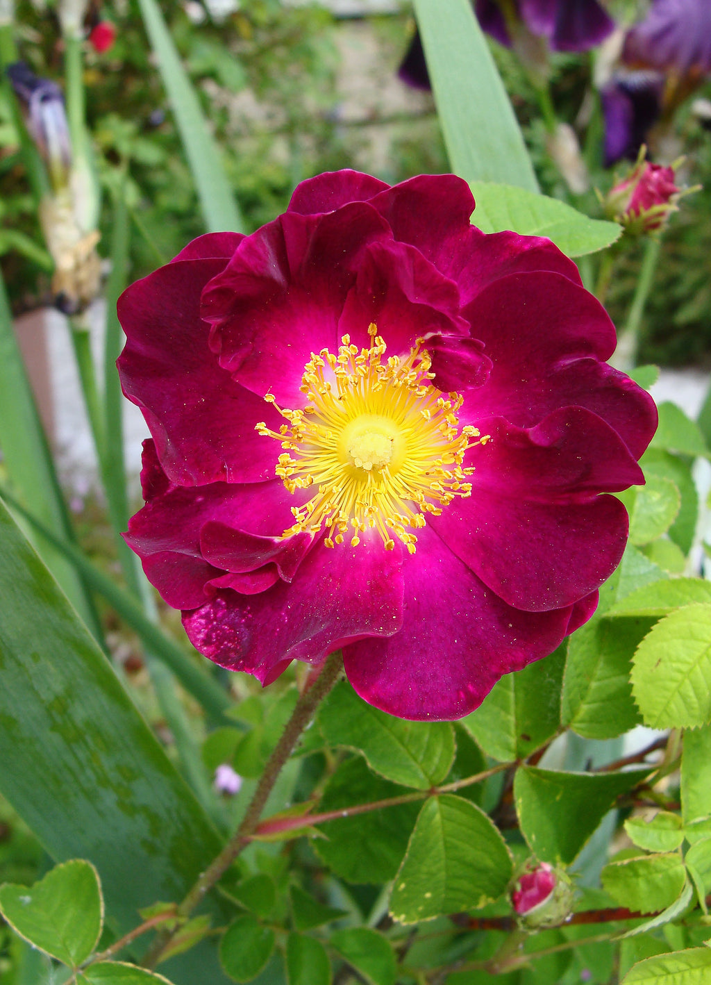 Premium Maroon Rugosa Rose Flower seeds for Planting Garden Favorite, Heirloom & GMO Free Seeds for Home Garden seeds