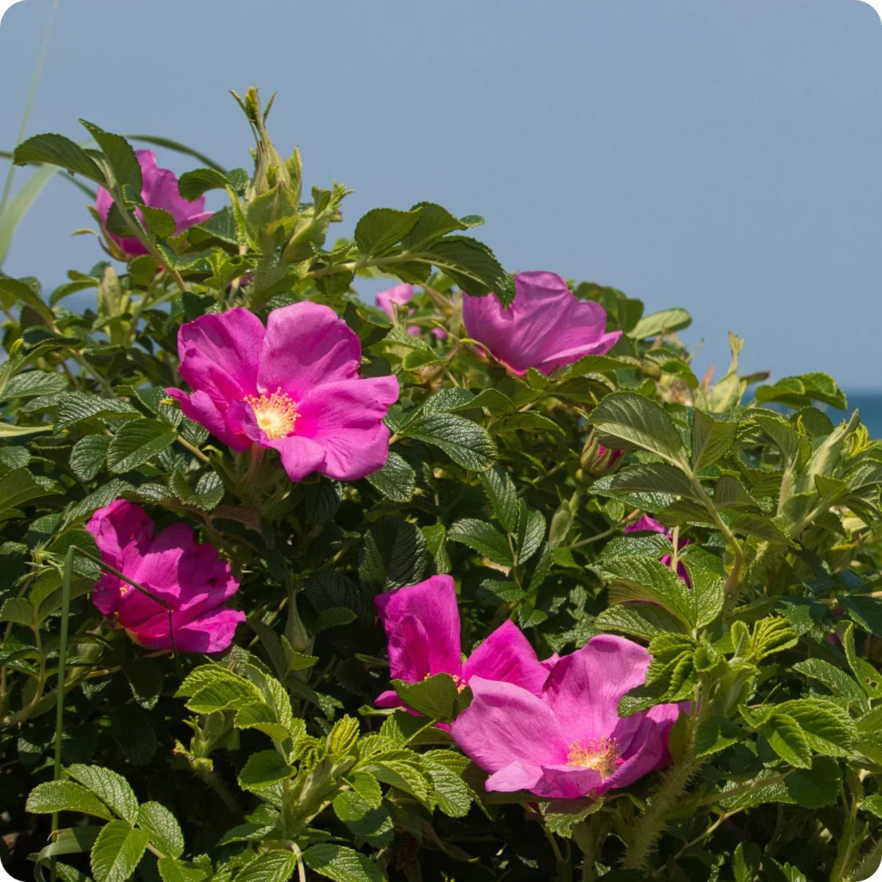 High quality Rosa Rugosa Flower seeds for Planting Low Maintenance, Heirloom & GMO Free Seeds for Home Garden seeds pack