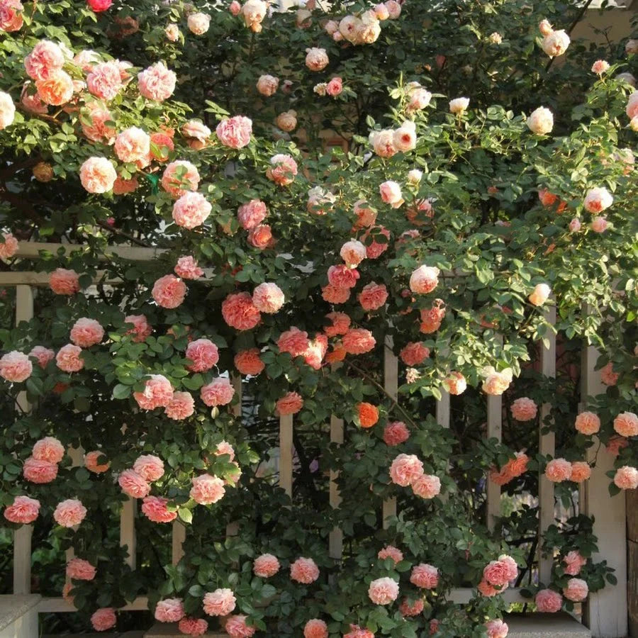 Pink Climbing Roses Flower seeds for Planting Easy to Grow, Heirloom & GMO Free Seeds for Home Garden vegetable and garden seeds