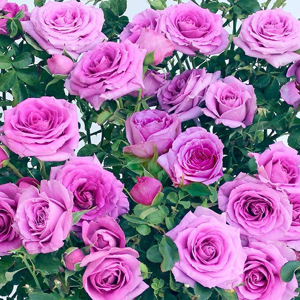 Purple Climbing Rose Seeds for Planting