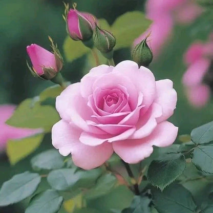 Rosa Flower seeds for Planting Fragrant Blossoms Heirloom & GMO Free Seeds for Home Garden