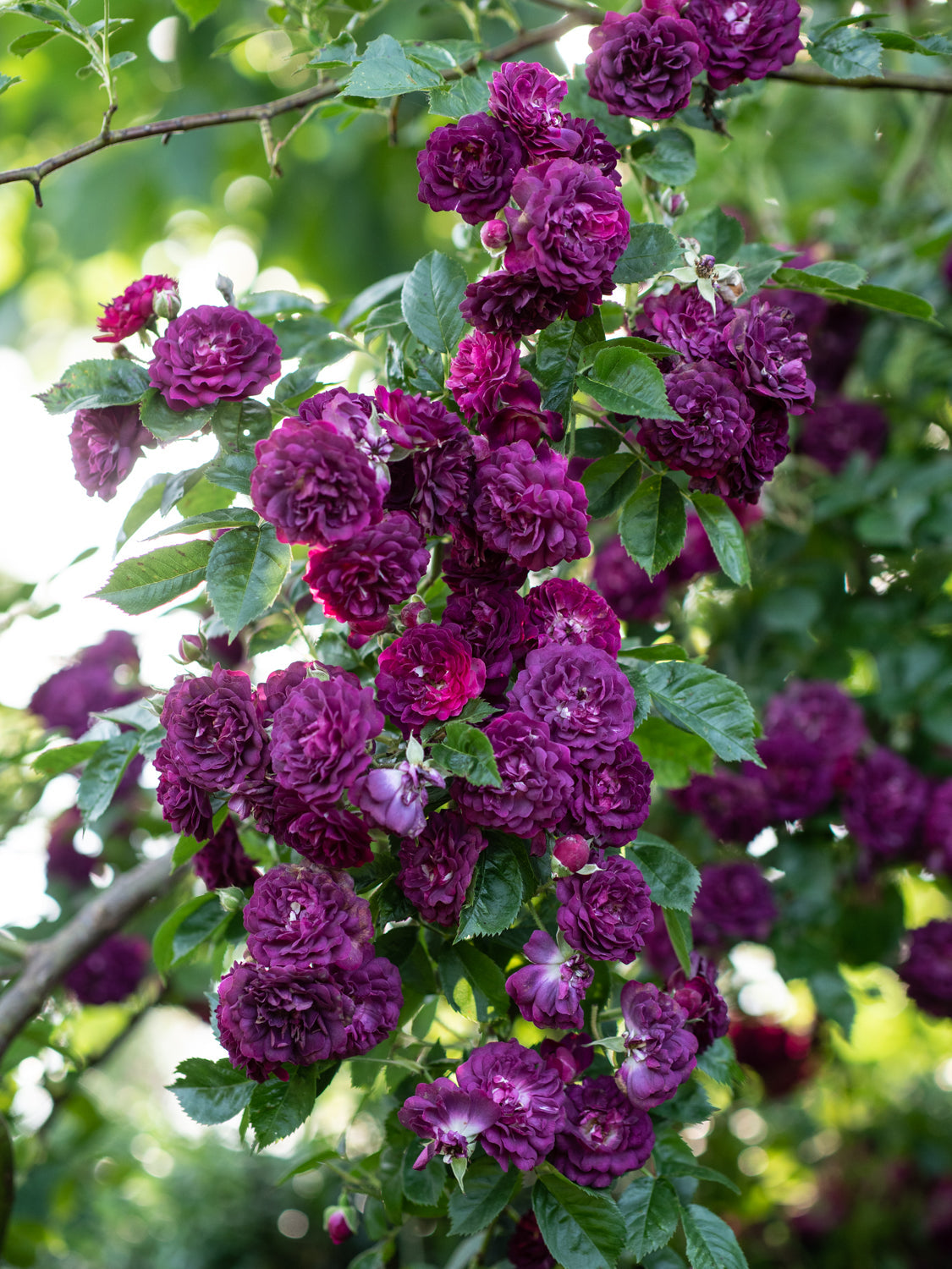 High quality Purple Climbing Rose Flower seeds for Planting Long Bloom Season, Heirloom & GMO Free Seeds for Home Garden seeds pack