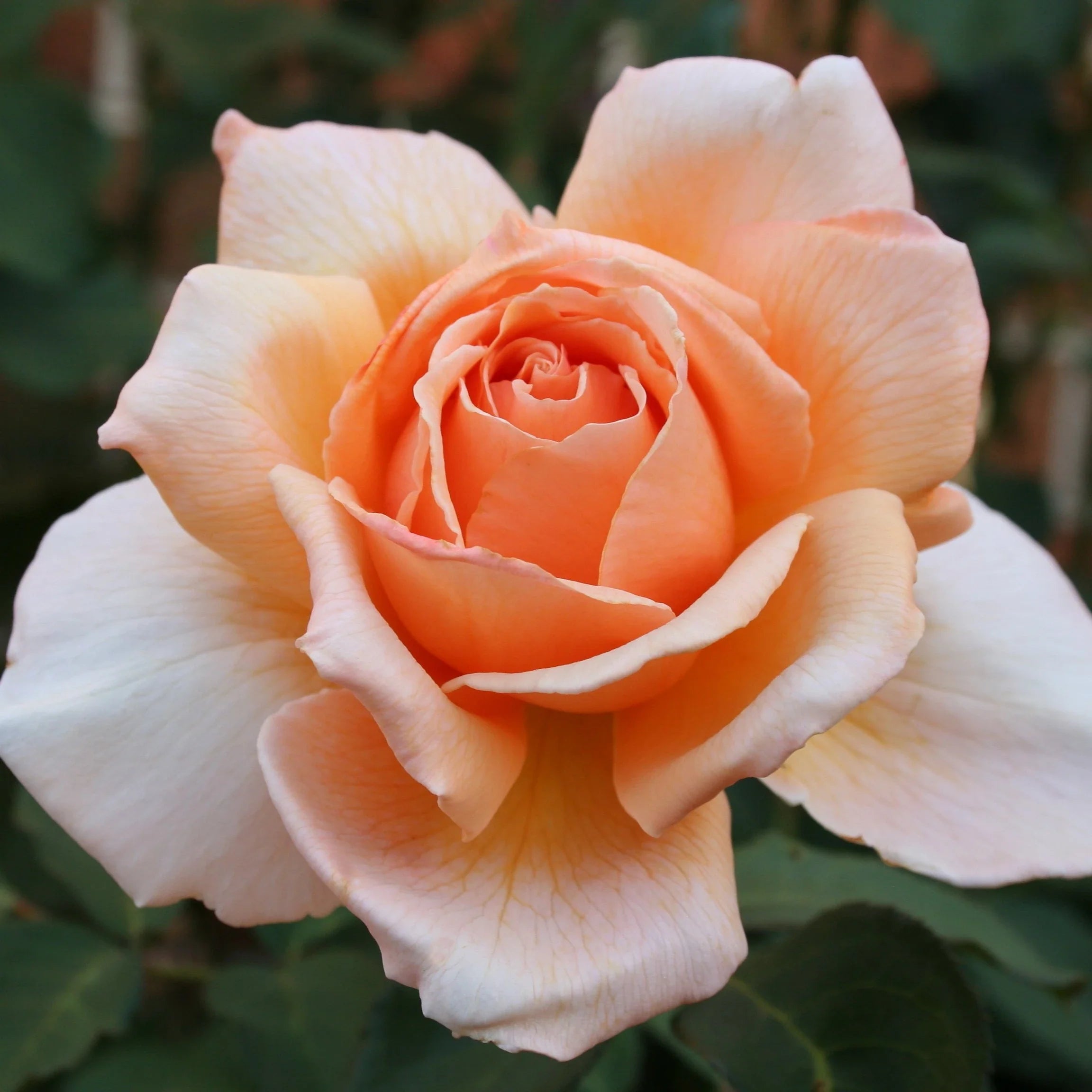 Orange Joey Hybrid Tea Rose Flower seeds for Planting Cut Flower Favorite, Heirloom & GMO Free Seeds for Home Garden seeds for planting