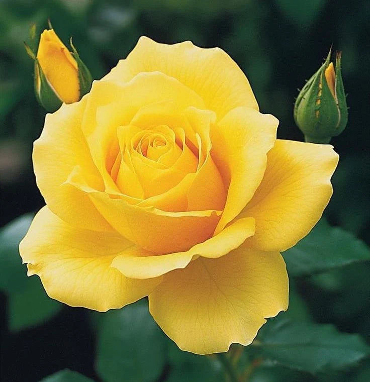 Yellow Rose Flower Seeds for Easy Planting