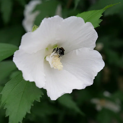 Sharon Flower seeds for Planting Wildflower Mix Heirloom & GMO Free Seeds for Home Garden