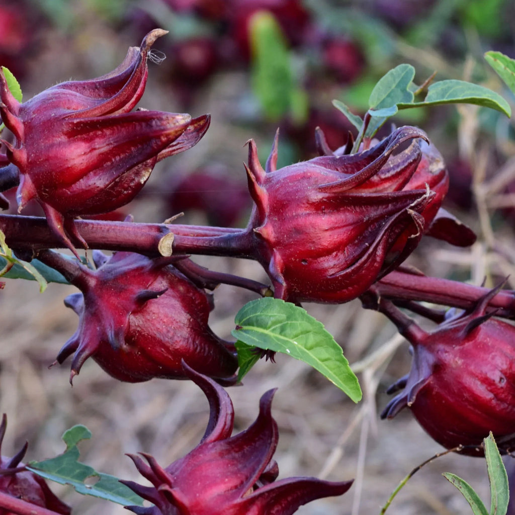 Australian Rosella Hibiscus Flower seeds for Planting Colorful Display, Heirloom & GMO Free Seeds for Home Garden seeds for planting
