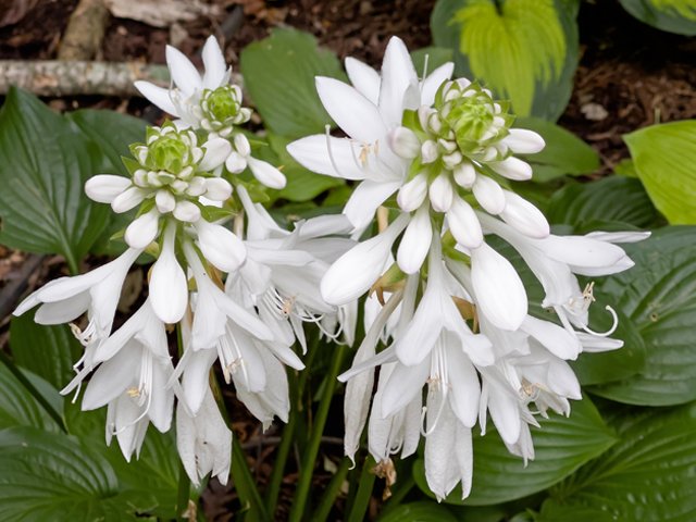 Hosta Flower seeds for Planting Colorful Display Heirloom & GMO Free Seeds for Home Garden