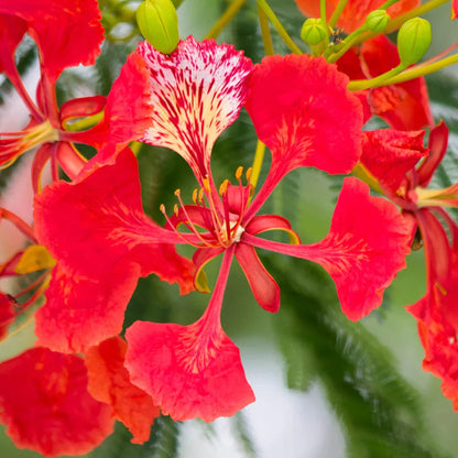 Red Jacaranda Flower seeds for Planting Bright Blooms Heirloom & GMO Free Seeds for Home Garden