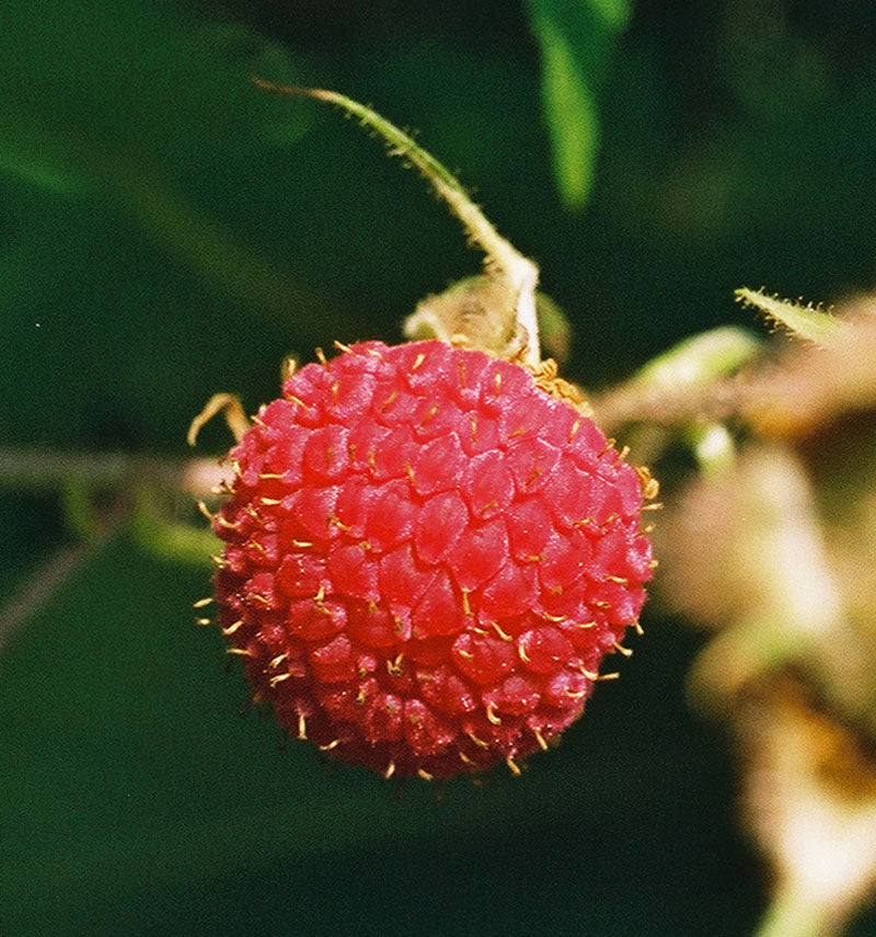 Purple Flowering Raspberry (Rubus odoratus) – Thornless Edible Fruit Berry Seeds