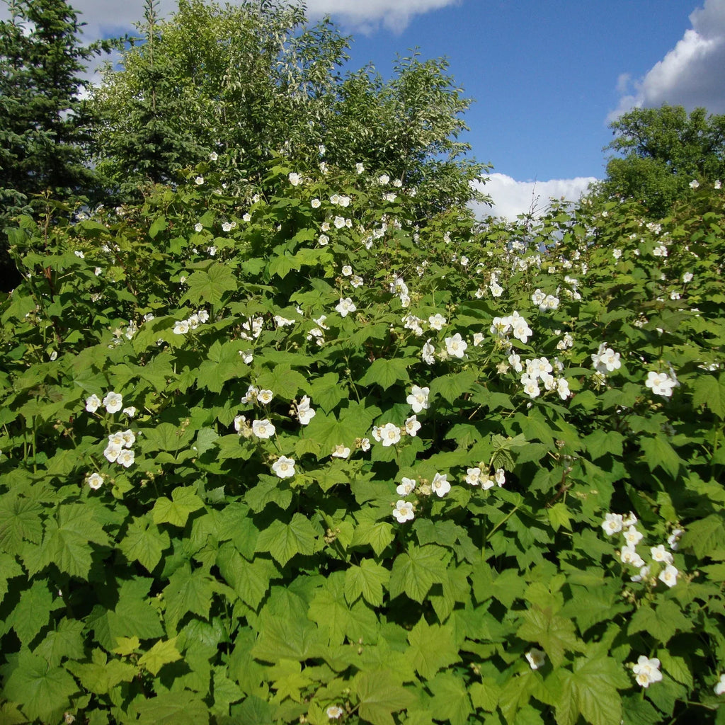 Eiche Flower seeds for Planting Shade Tolerant, Heirloom & GMO Free Seeds for Home Garden vegetable and garden seeds
