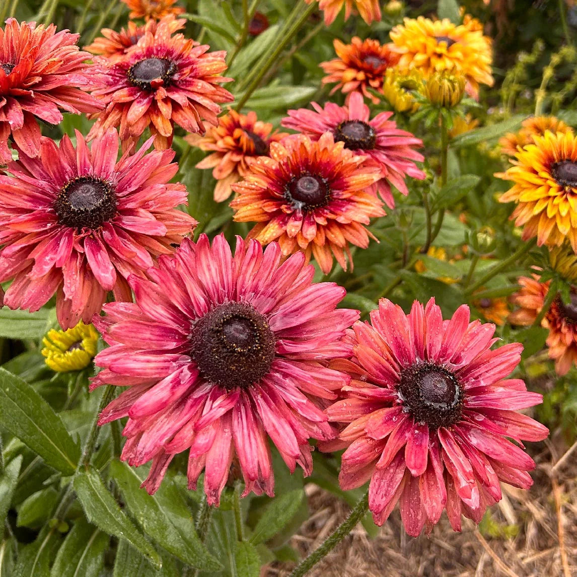 High quality Rudbeckia Sahar Flower seeds for Planting Hardy Variety, Heirloom & GMO Free Seeds for Home Garden seeds pack