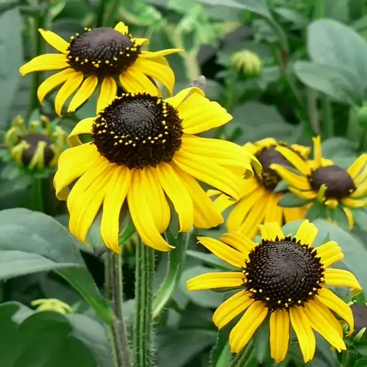 High quality Yellow Fulgida Perennial Seeds Flower seeds for Planting Seasonal Bloomer, Heirloom & GMO Free Seeds for Home Garden seeds pack