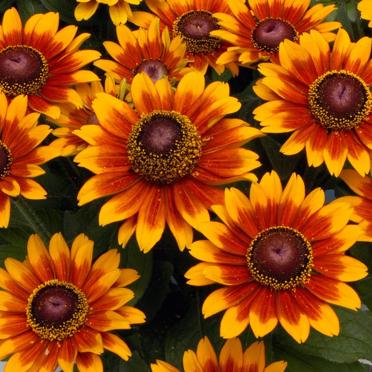 Orange Cherokee Flower seeds for Planting Premium Quality, Heirloom & GMO Free Seeds for Home Garden vegetable and garden seeds