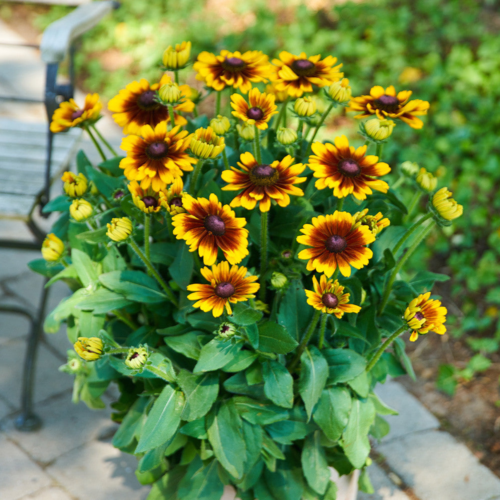 High quality Orange Cherokee Flower seeds for Planting Premium Quality, Heirloom & GMO Free Seeds for Home Garden seeds pack